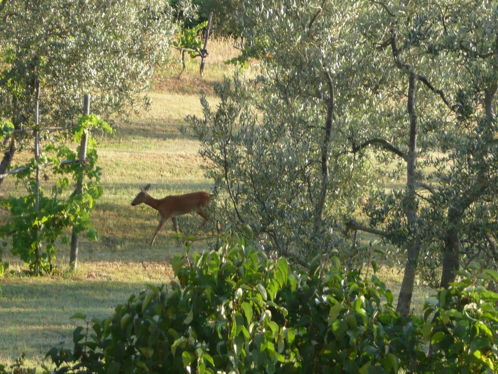 Casa Ercole Farm Stay Greve in Chianti Eksteriør billede